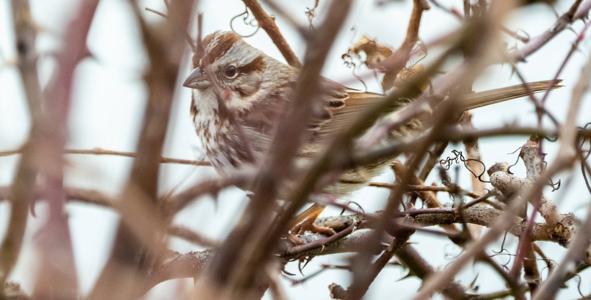 Song Sparrow - ML614464773