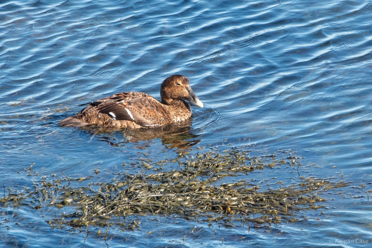 Common Eider (Dresser's) - Keigan Case