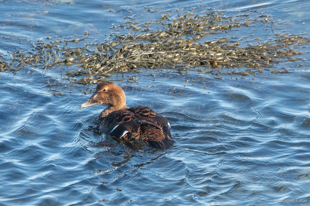 Common Eider (Dresser's) - Keigan Case