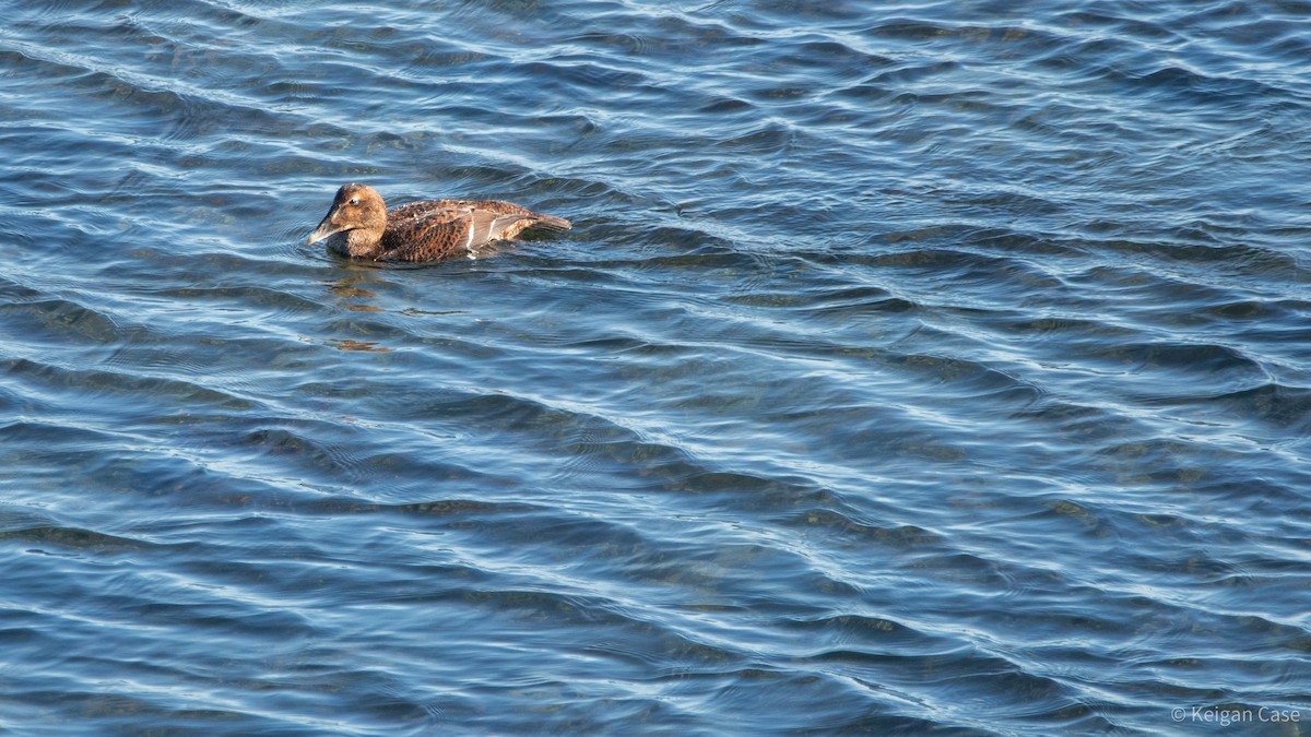 Common Eider (Dresser's) - Keigan Case