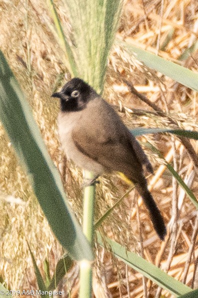 bulbul arabský - ML614464792