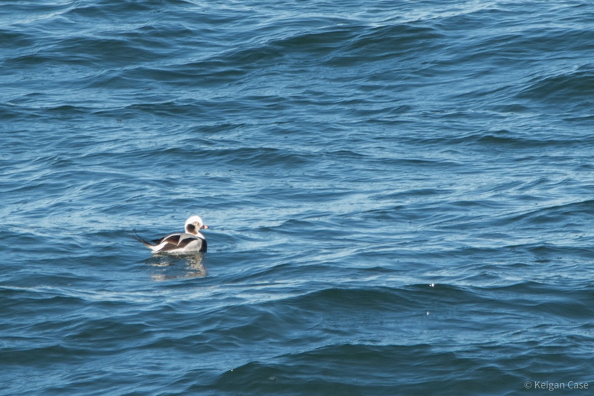 Long-tailed Duck - Keigan Case