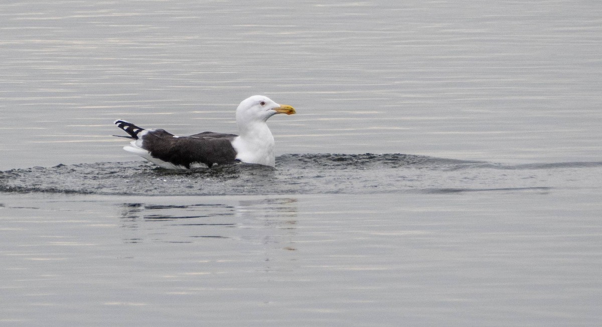 Great Black-backed Gull - ML614464815