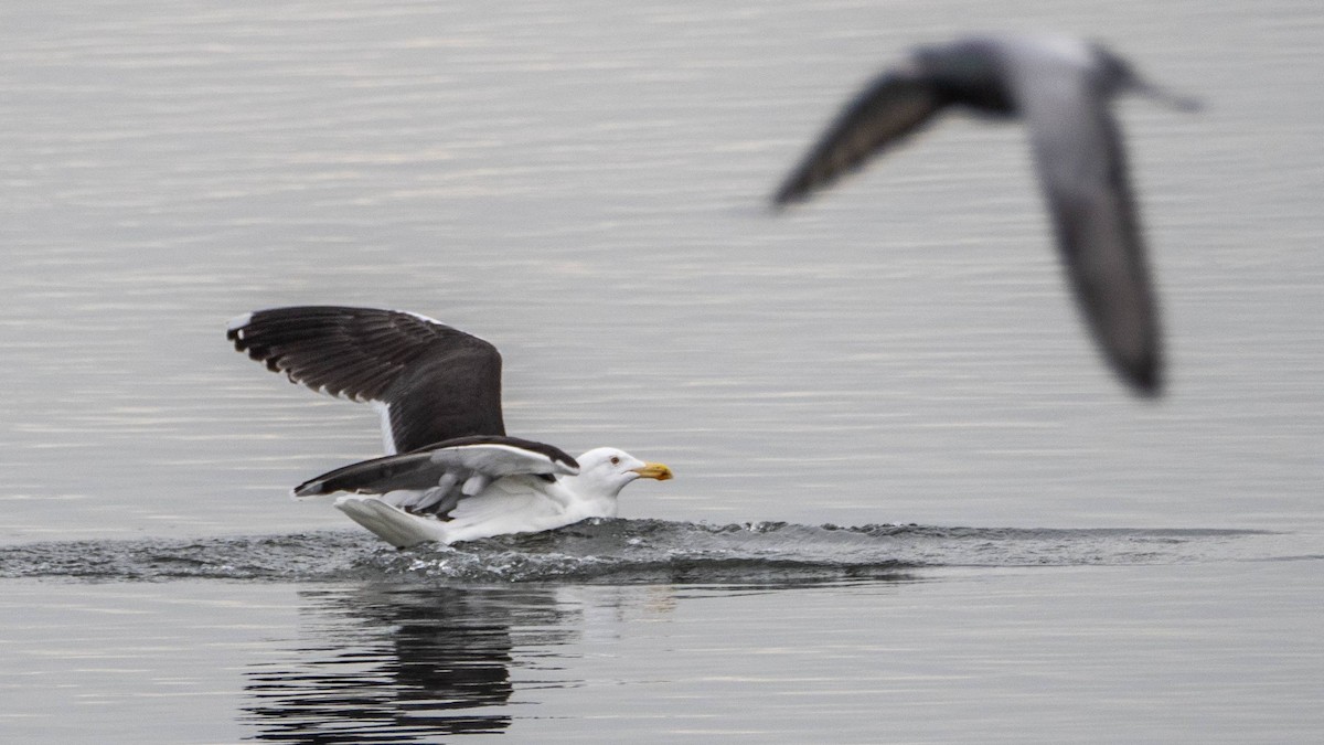 Great Black-backed Gull - ML614464818