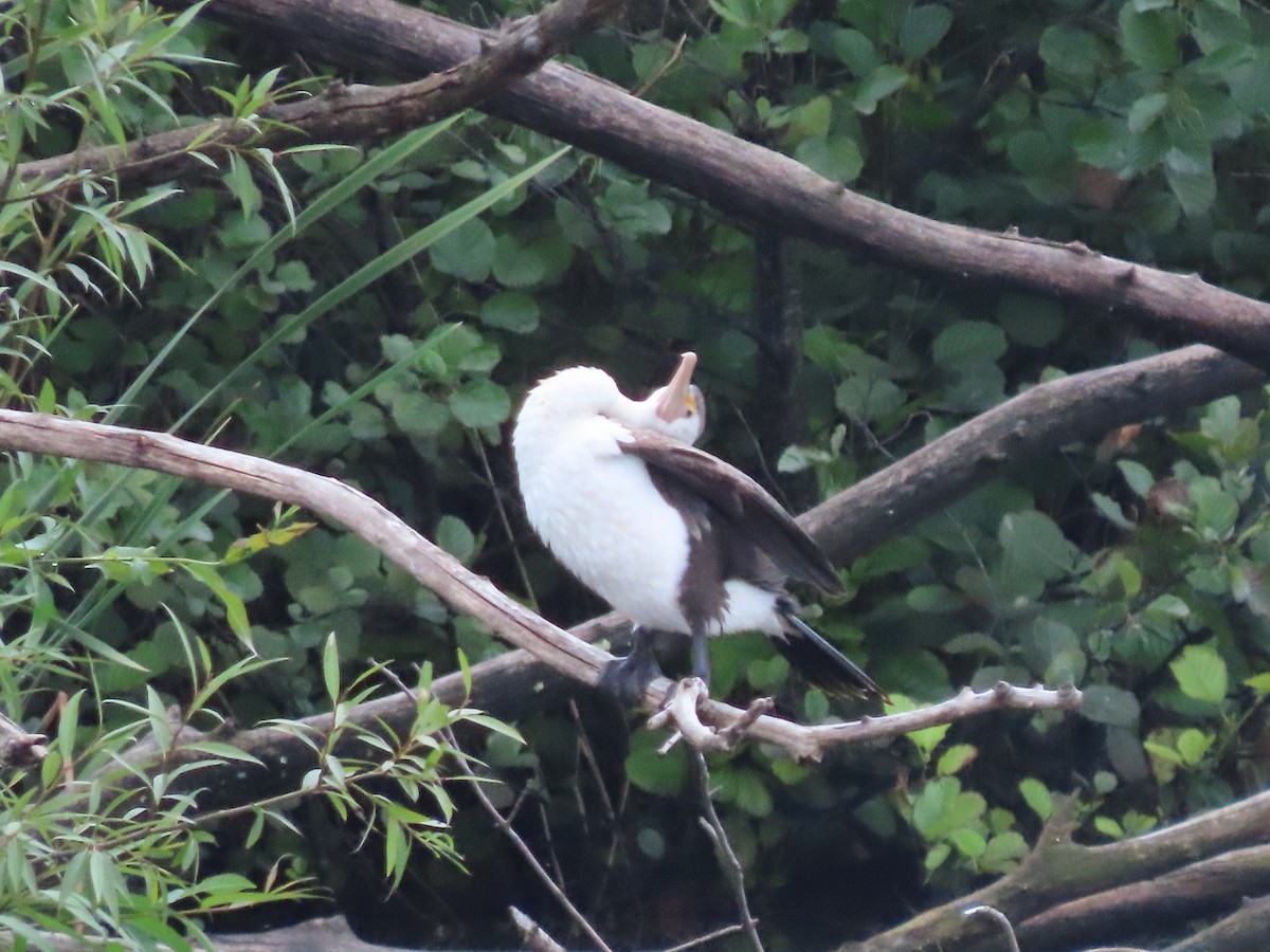 Pied Cormorant - Sandra Henderson