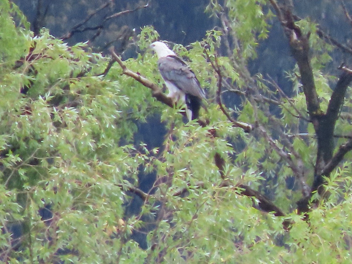 White-bellied Sea-Eagle - ML614464875