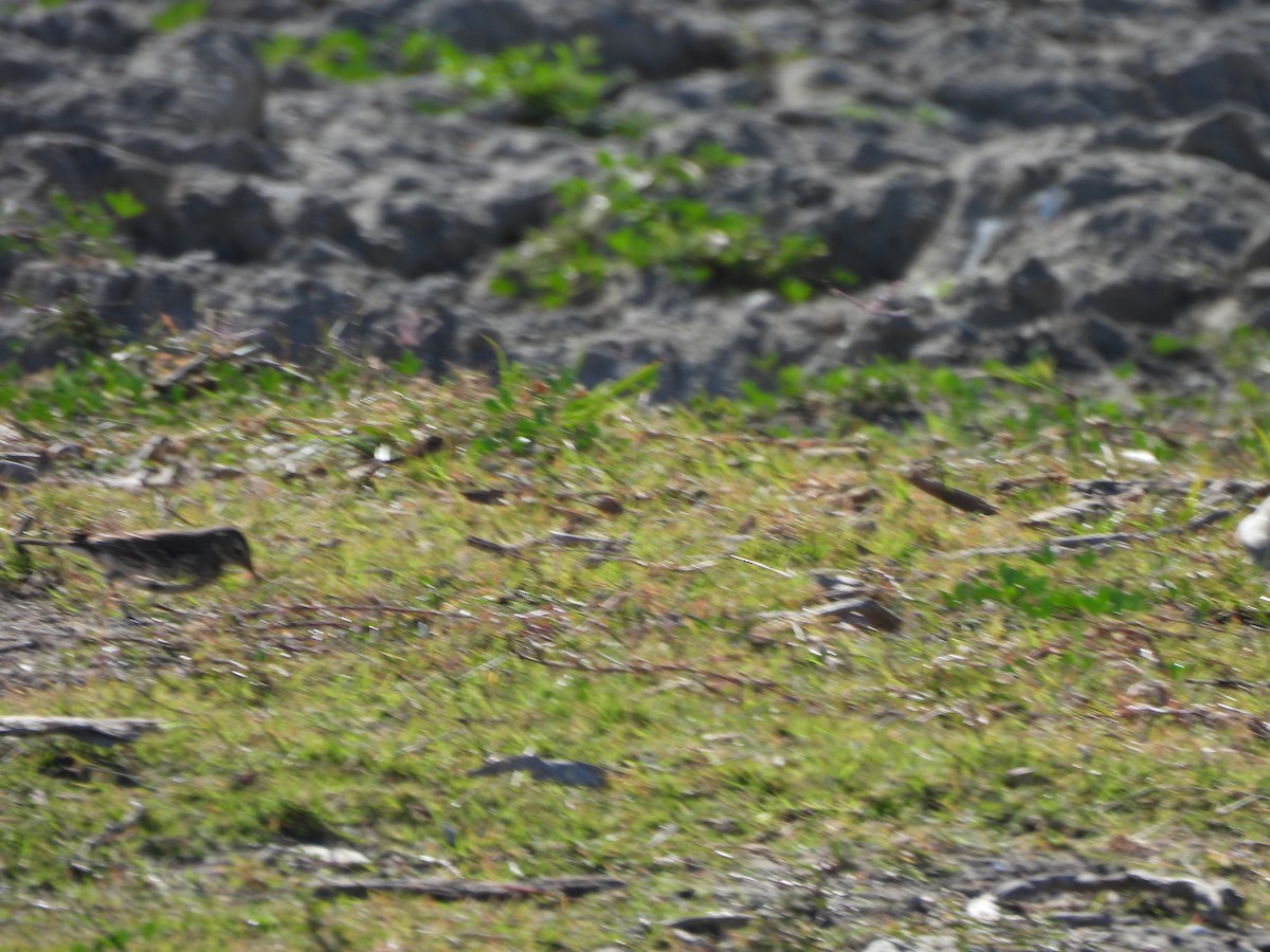 American Pipit - Bosco Greenhead