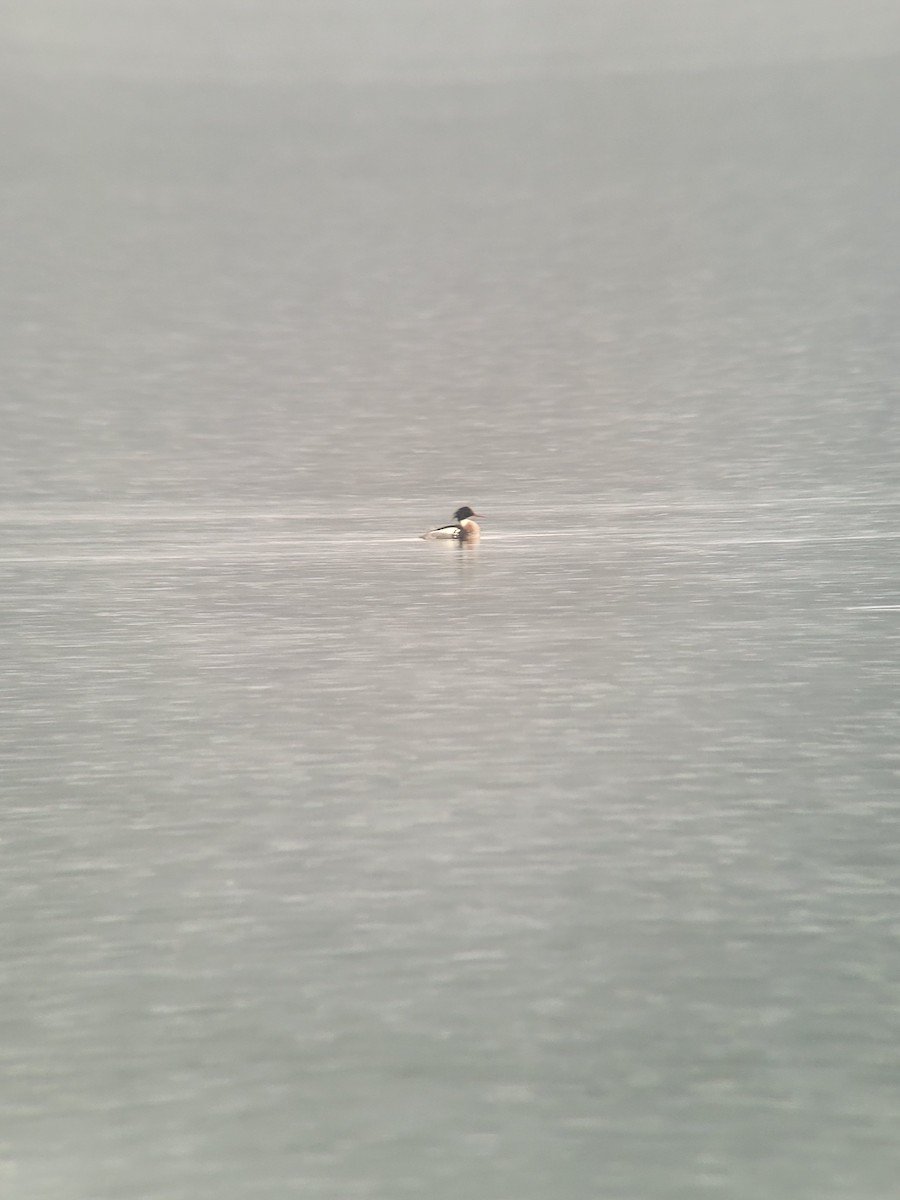 Red-breasted Merganser - ML614464922