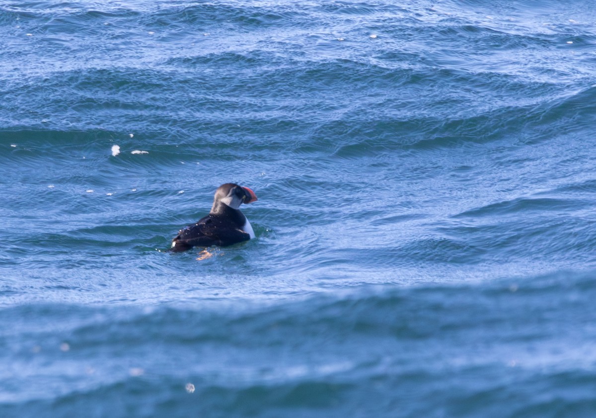 Atlantic Puffin - ML614464923