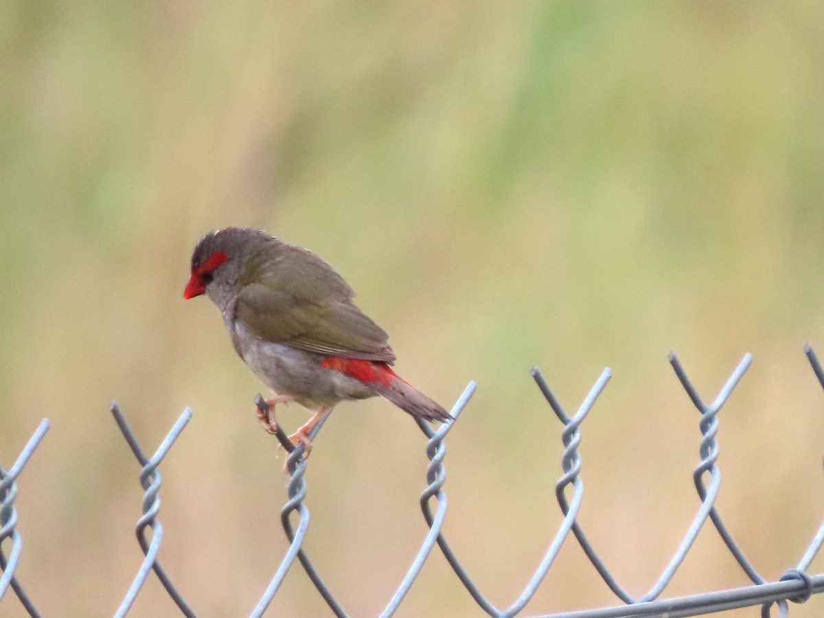 Red-browed Firetail - ML614464936