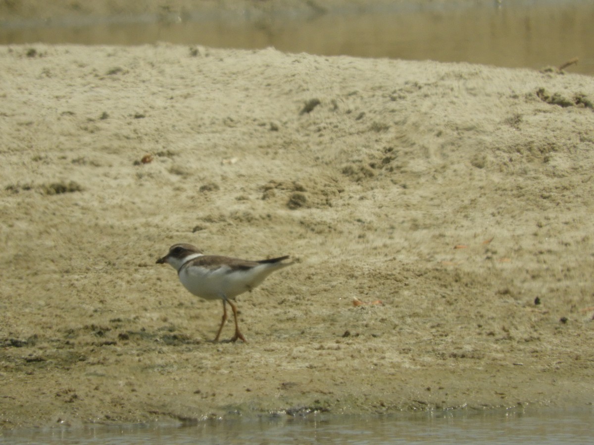 חופמי אמריקני - ML614464944