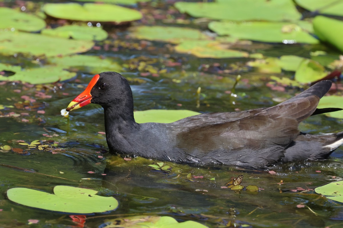 Dusky Moorhen - Dennis Devers