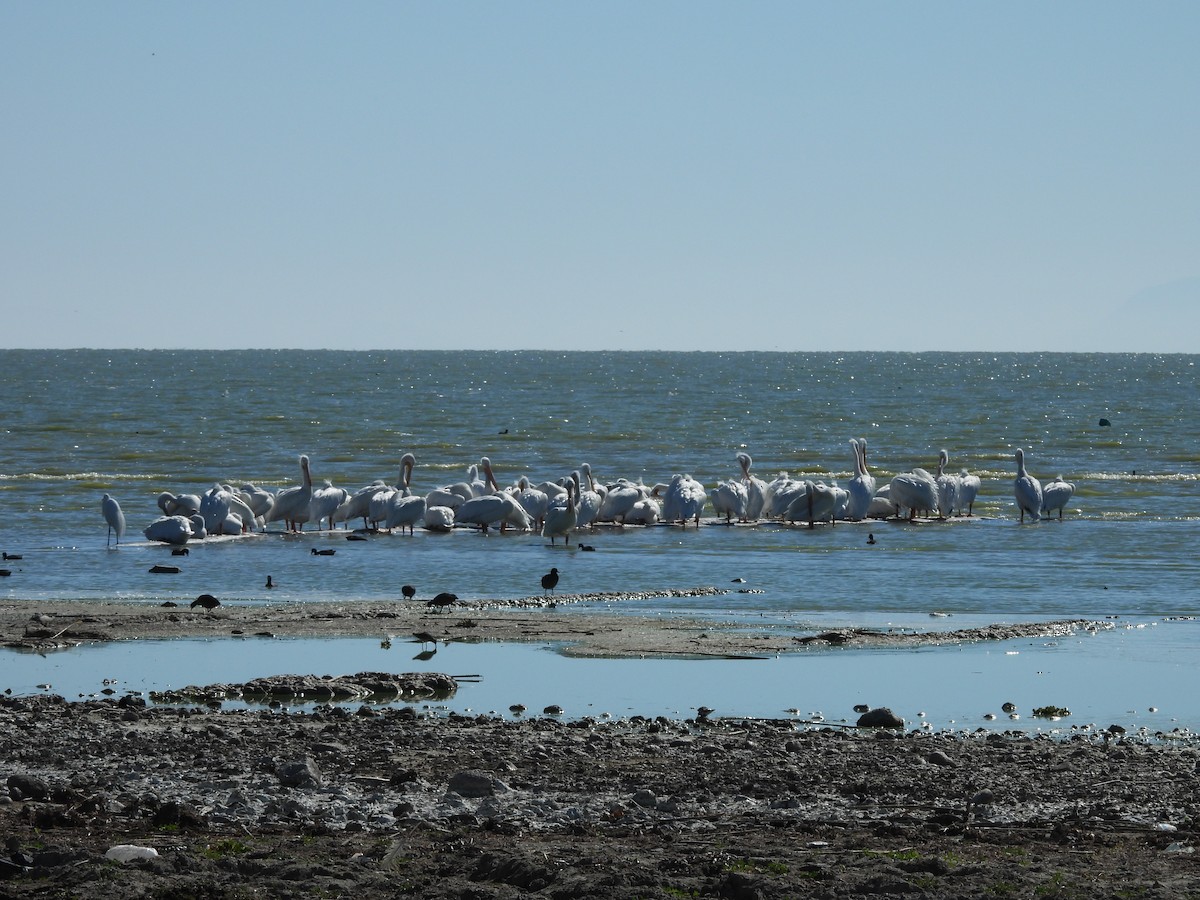pelikán severoamerický - ML614464981