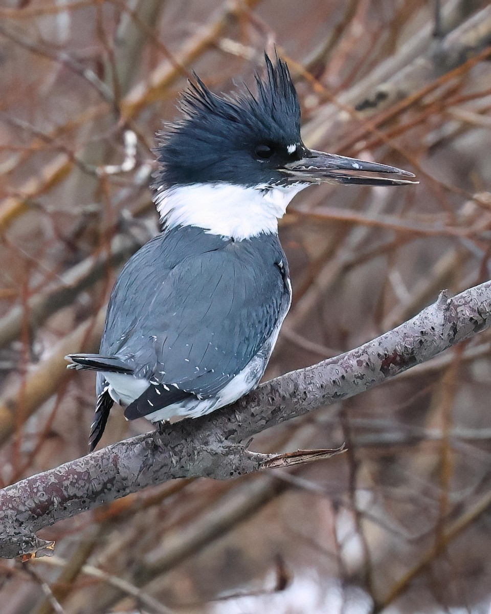 Belted Kingfisher - ML614465015