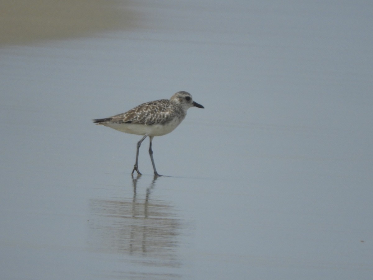 Black-bellied Plover - ML614465060