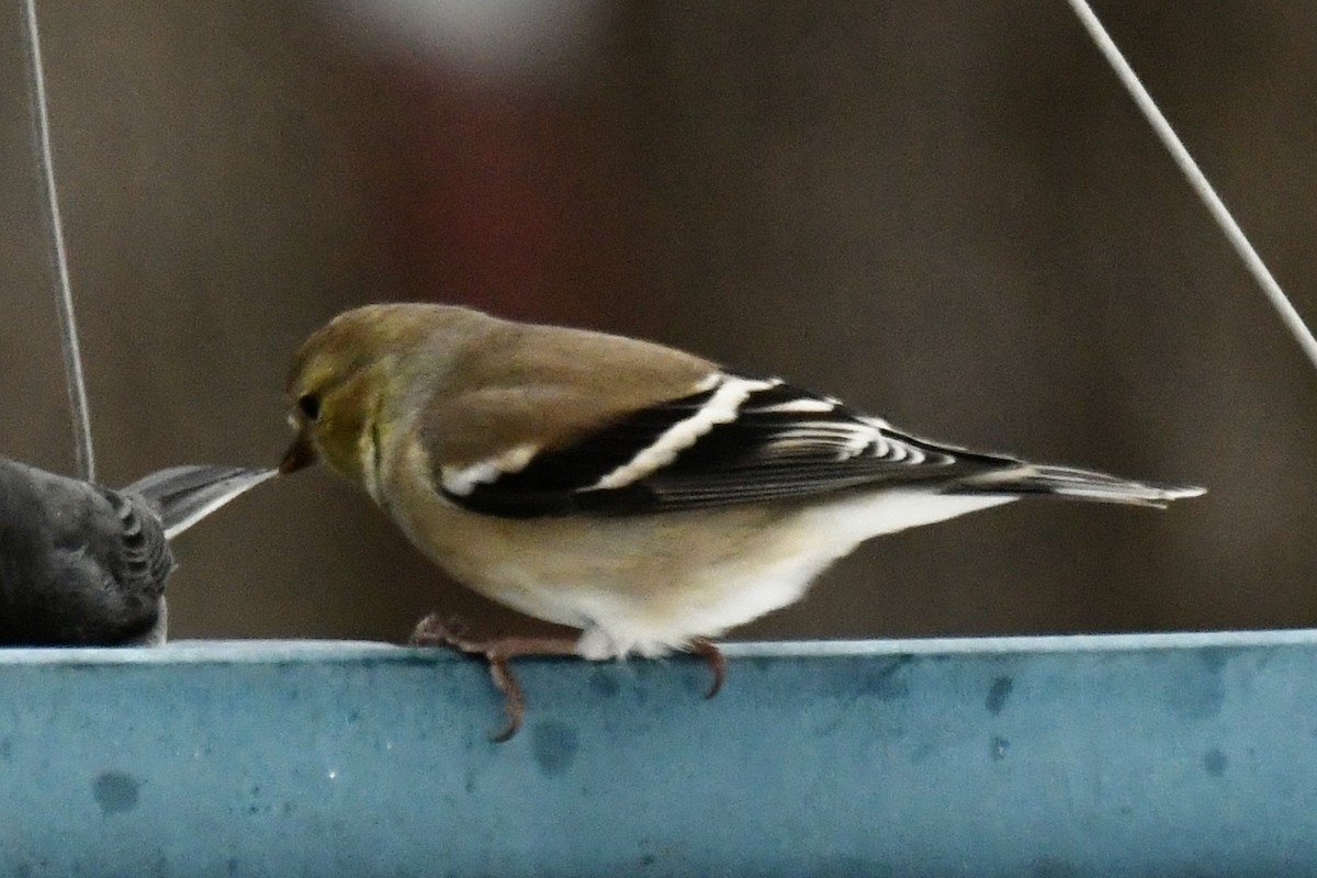 American Goldfinch - ML614465137