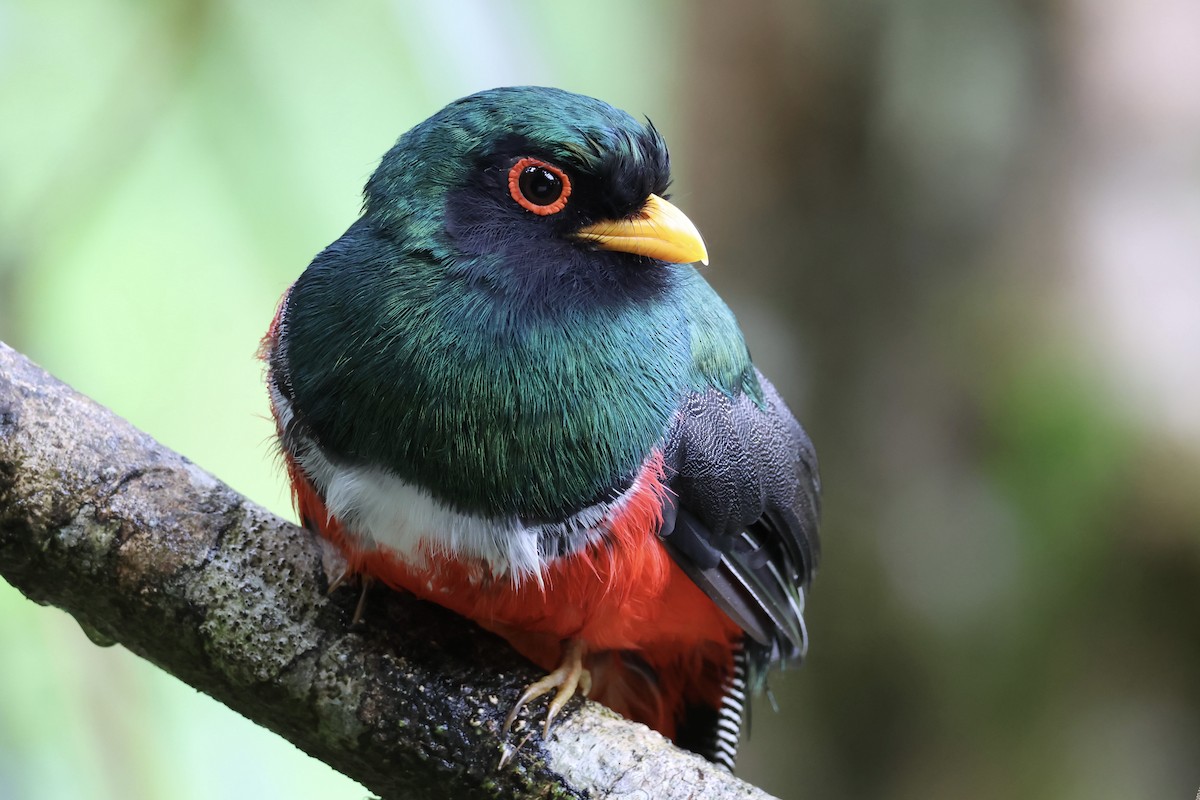 Masked Trogon - ML614465151