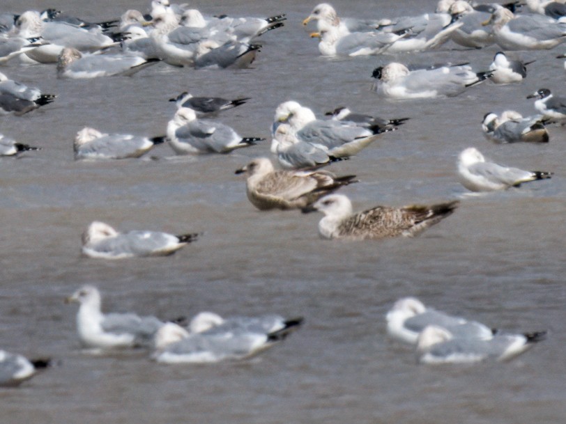 Great Black-backed Gull - ML614465209