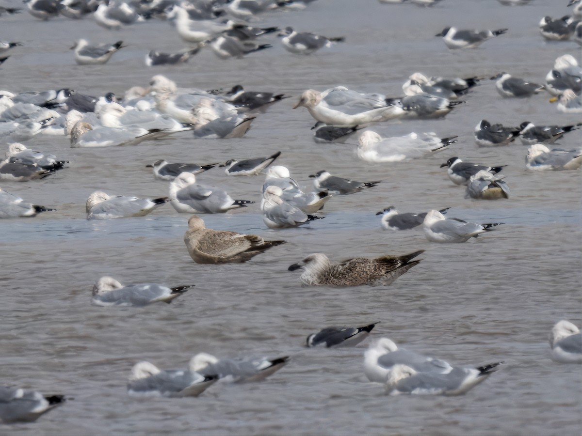 Great Black-backed Gull - ML614465210