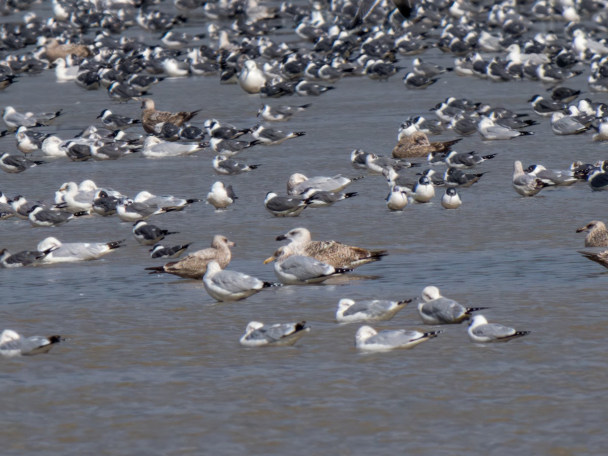 Great Black-backed Gull - ML614465211