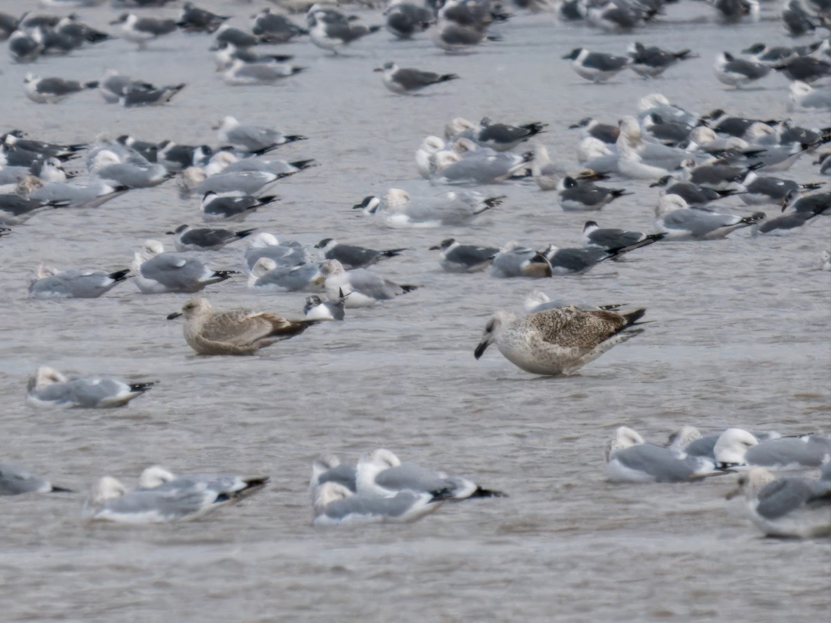 Great Black-backed Gull - ML614465228