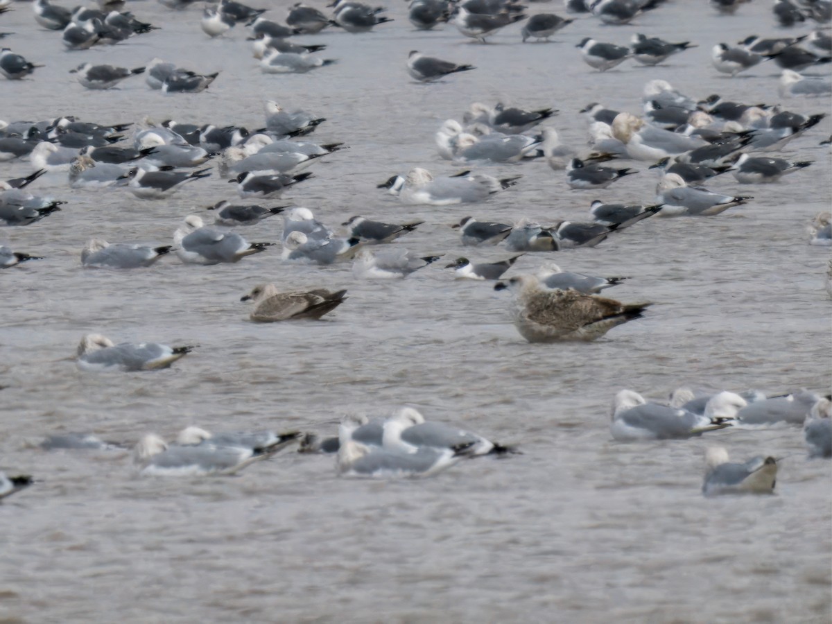 Great Black-backed Gull - ML614465229