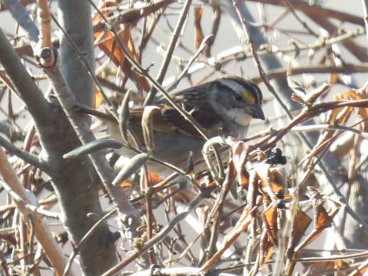 White-throated Sparrow - ML614465410
