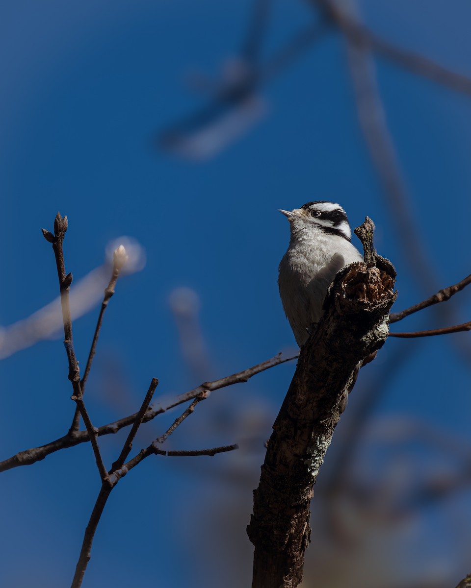 Downy Woodpecker - Peter Rosario