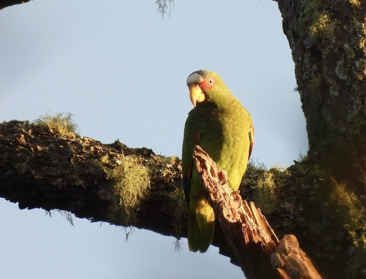 White-fronted Amazon - ML614465460