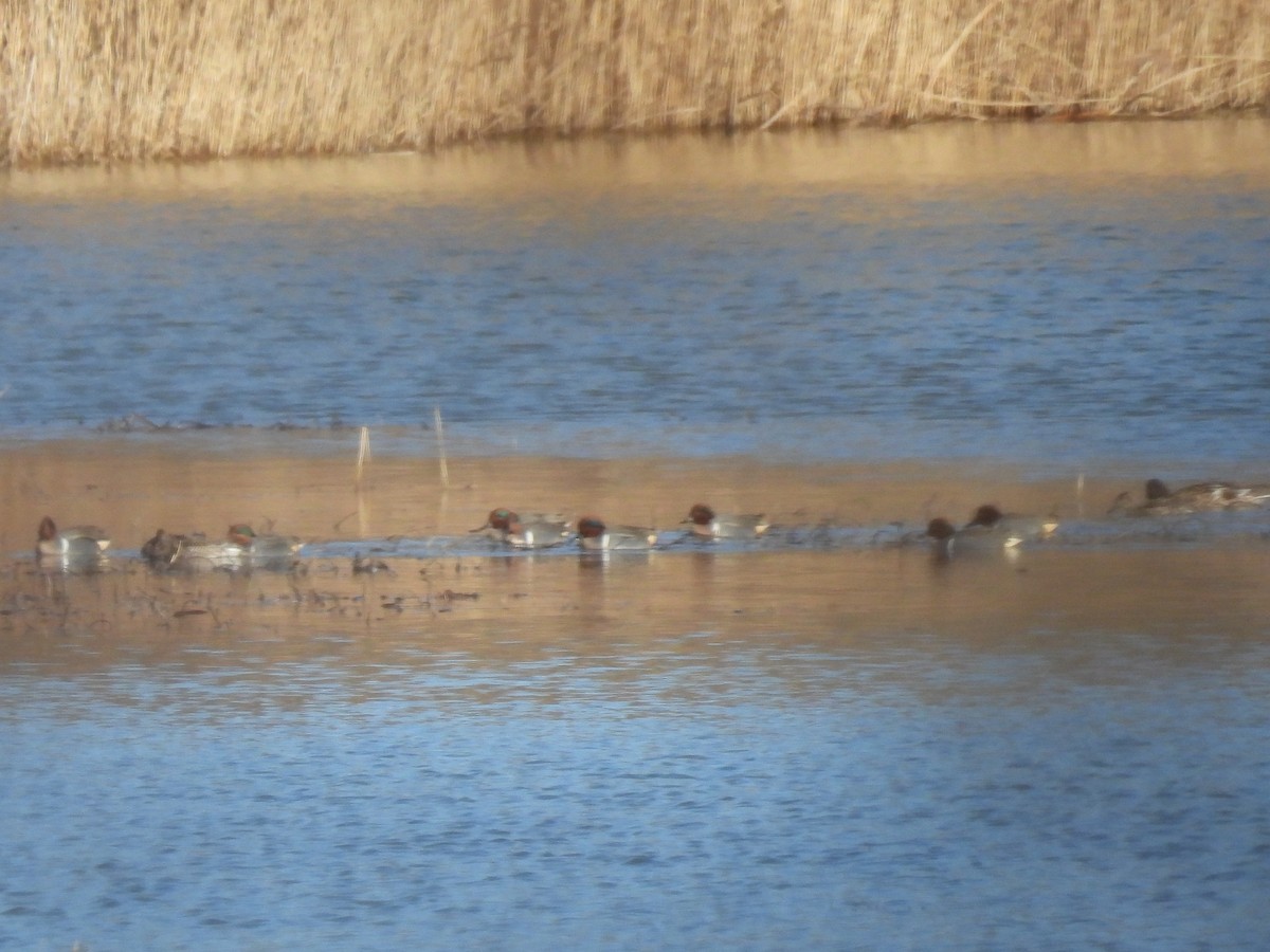 Green-winged Teal - ML614465479