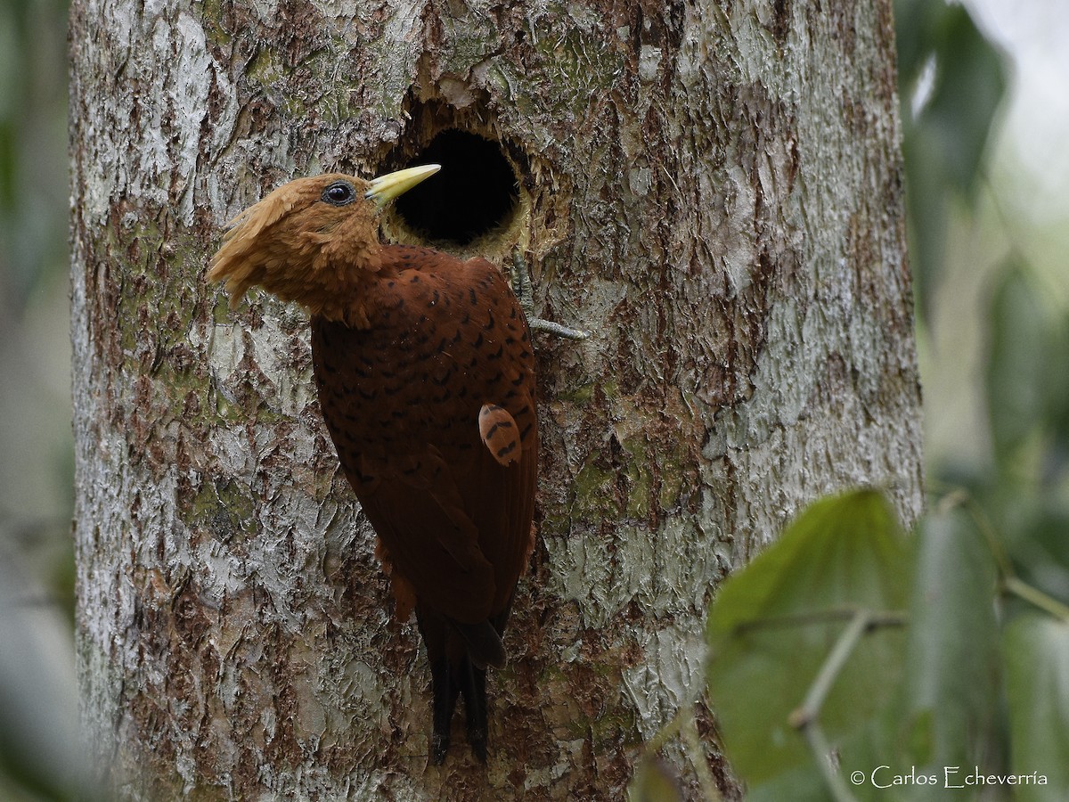 Chestnut-colored Woodpecker - ML61446551