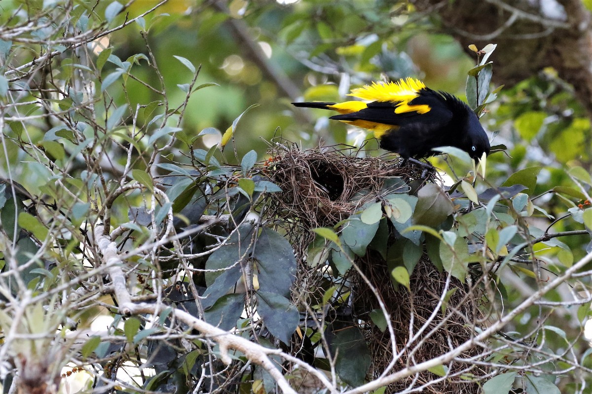 Yellow-rumped Cacique - ML614465517