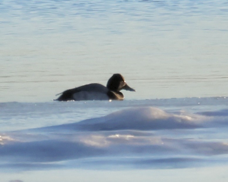 Lesser Scaup - ML614465537