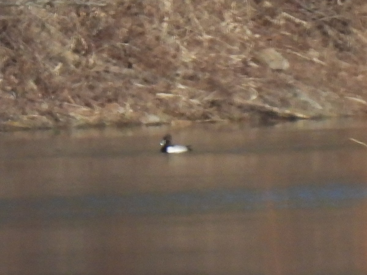 Ring-necked Duck - ML614465556