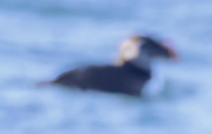 Atlantic Puffin - Scott Young