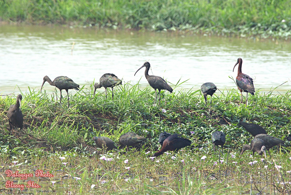 Mignattaio - ML614465574