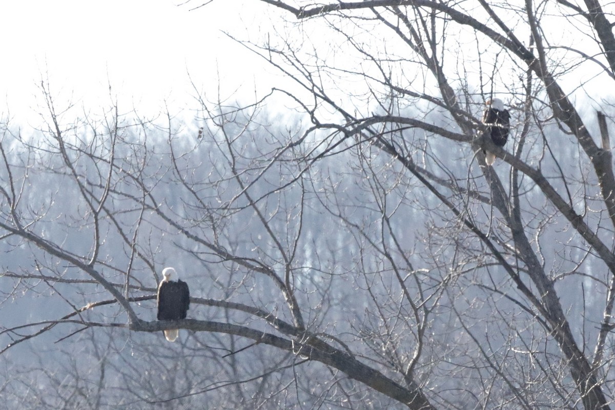 Bald Eagle - ML614465580