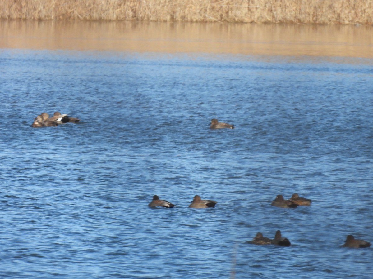 Gadwall - ML614465587