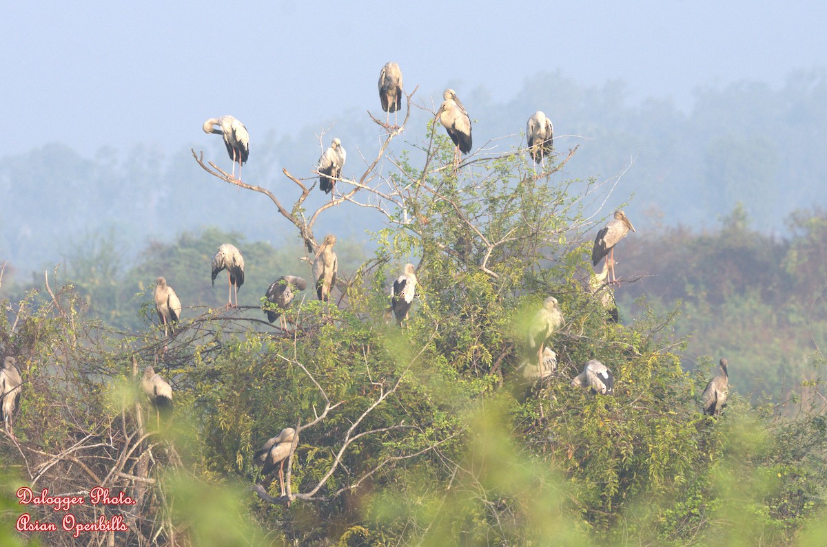 Asian Openbill - ML614465591