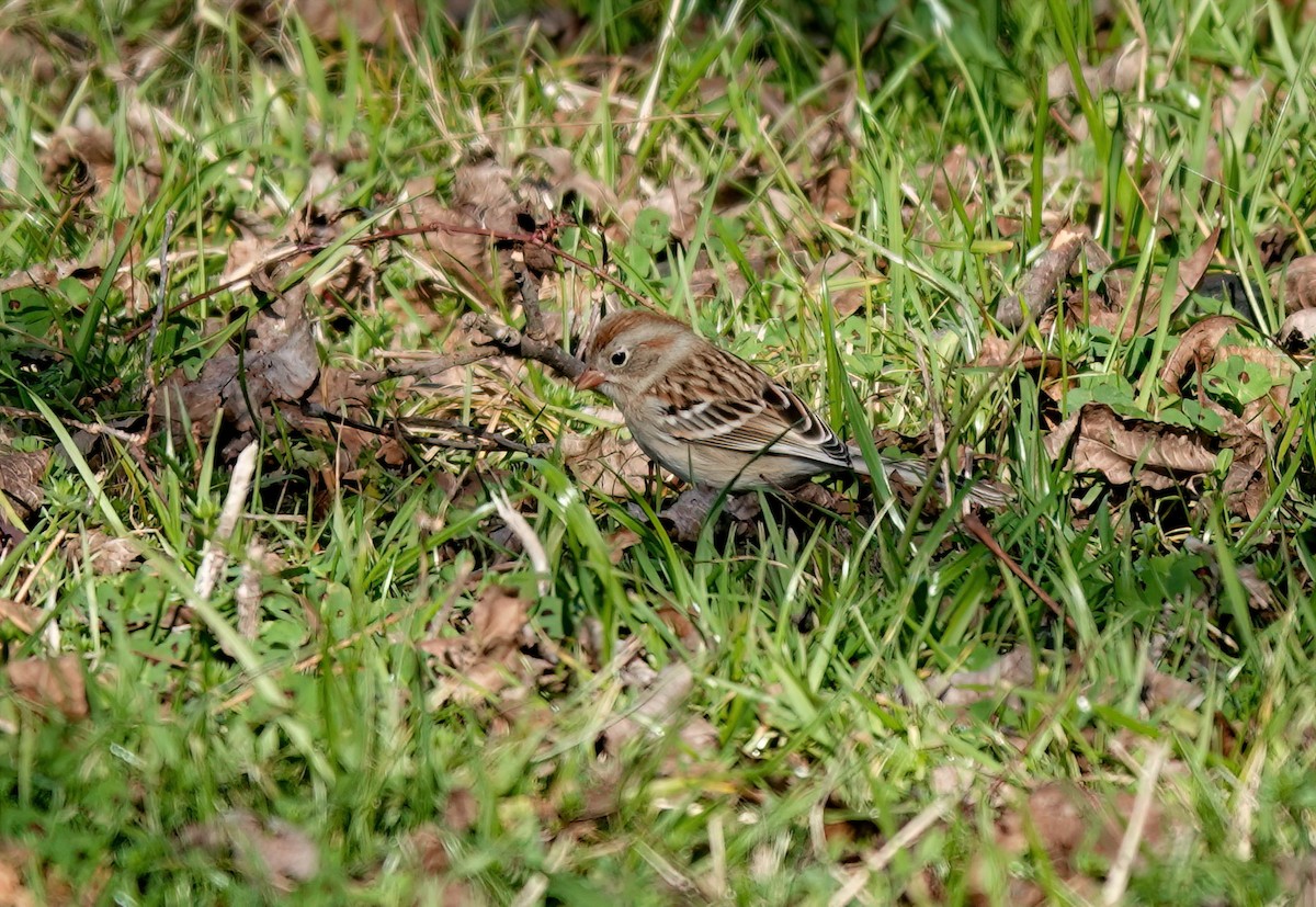 Field Sparrow - ML614465638