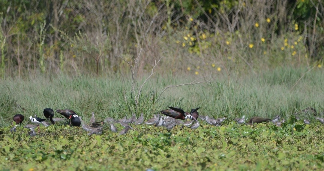 Lesser Yellowlegs - ML614465660