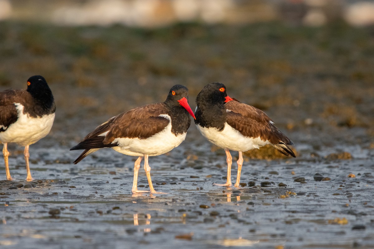 American Oystercatcher - ML614465673