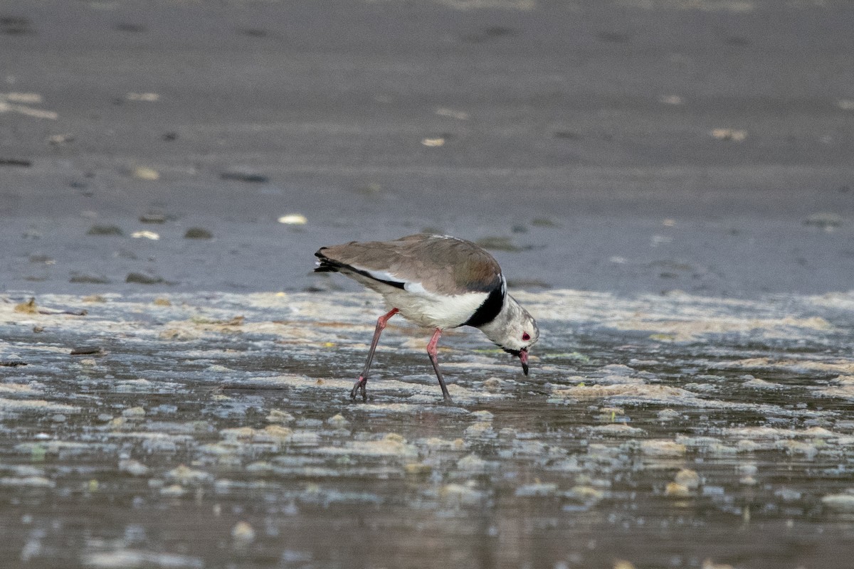 Southern Lapwing - ML614465676