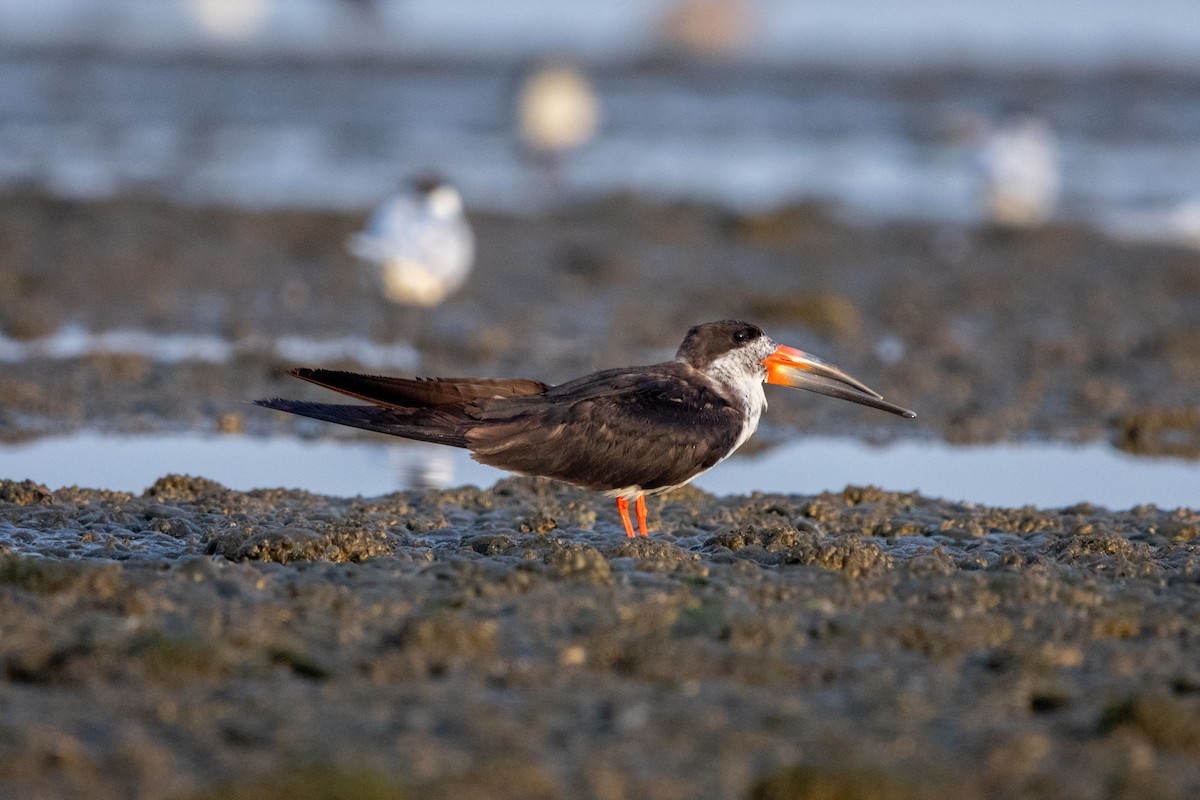 Black Skimmer - Alexis Andrea Verdugo Palma (Cachuditos Birdwatching)