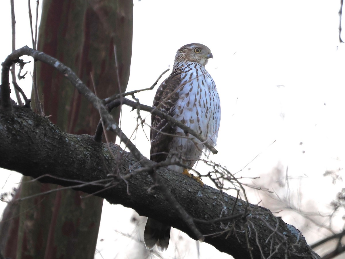 Cooper's Hawk - Daniel Kaplan