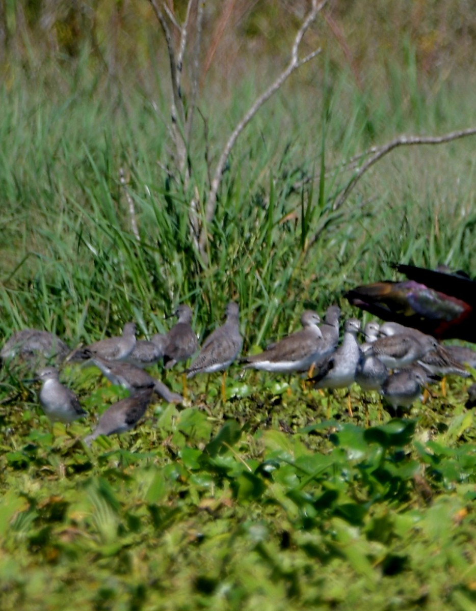 Lesser Yellowlegs - ML614465741