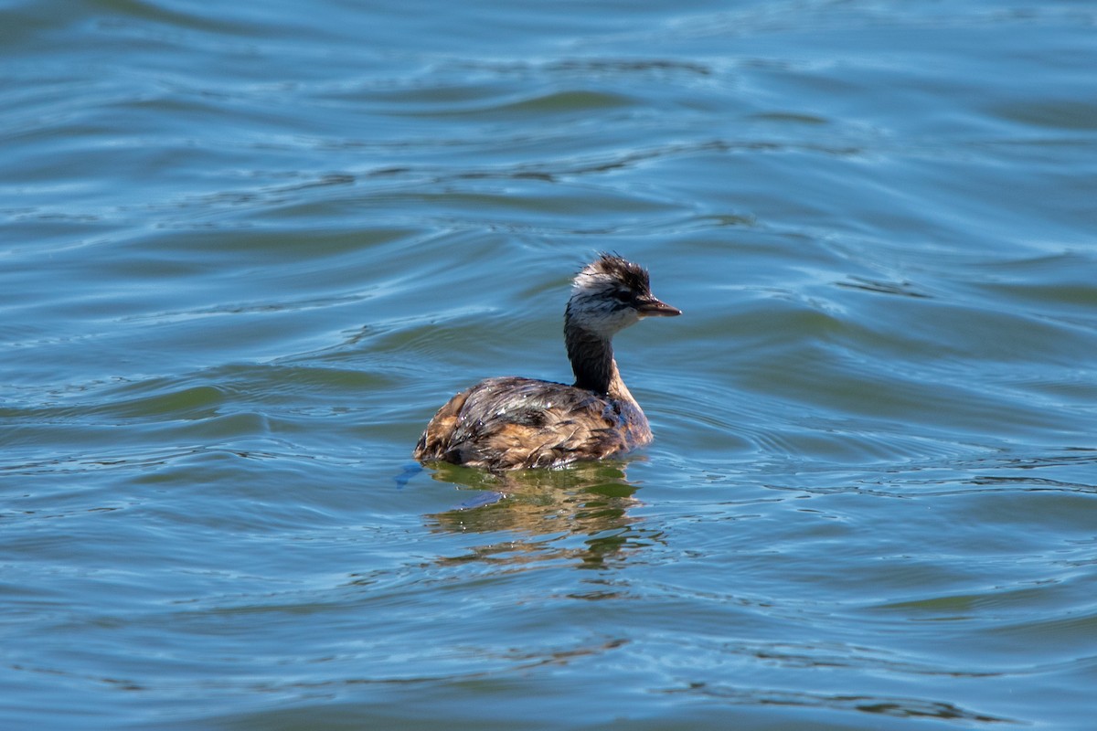 White-tufted Grebe - ML614465747