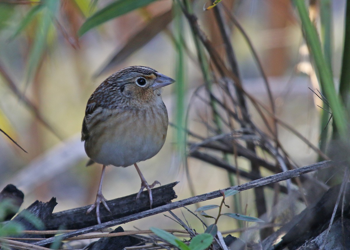 Grasshopper Sparrow - ML614465828