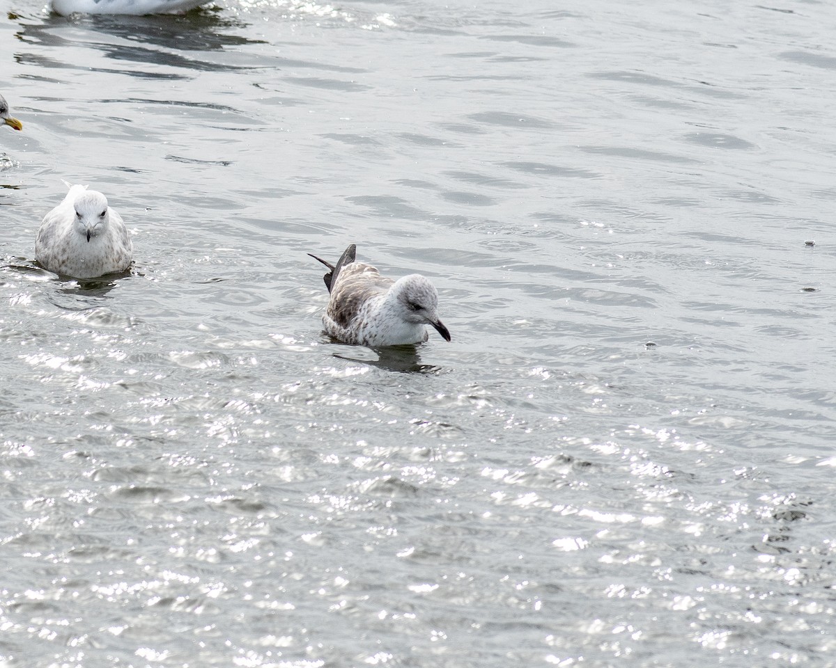 Lesser Black-backed Gull - ML614465891