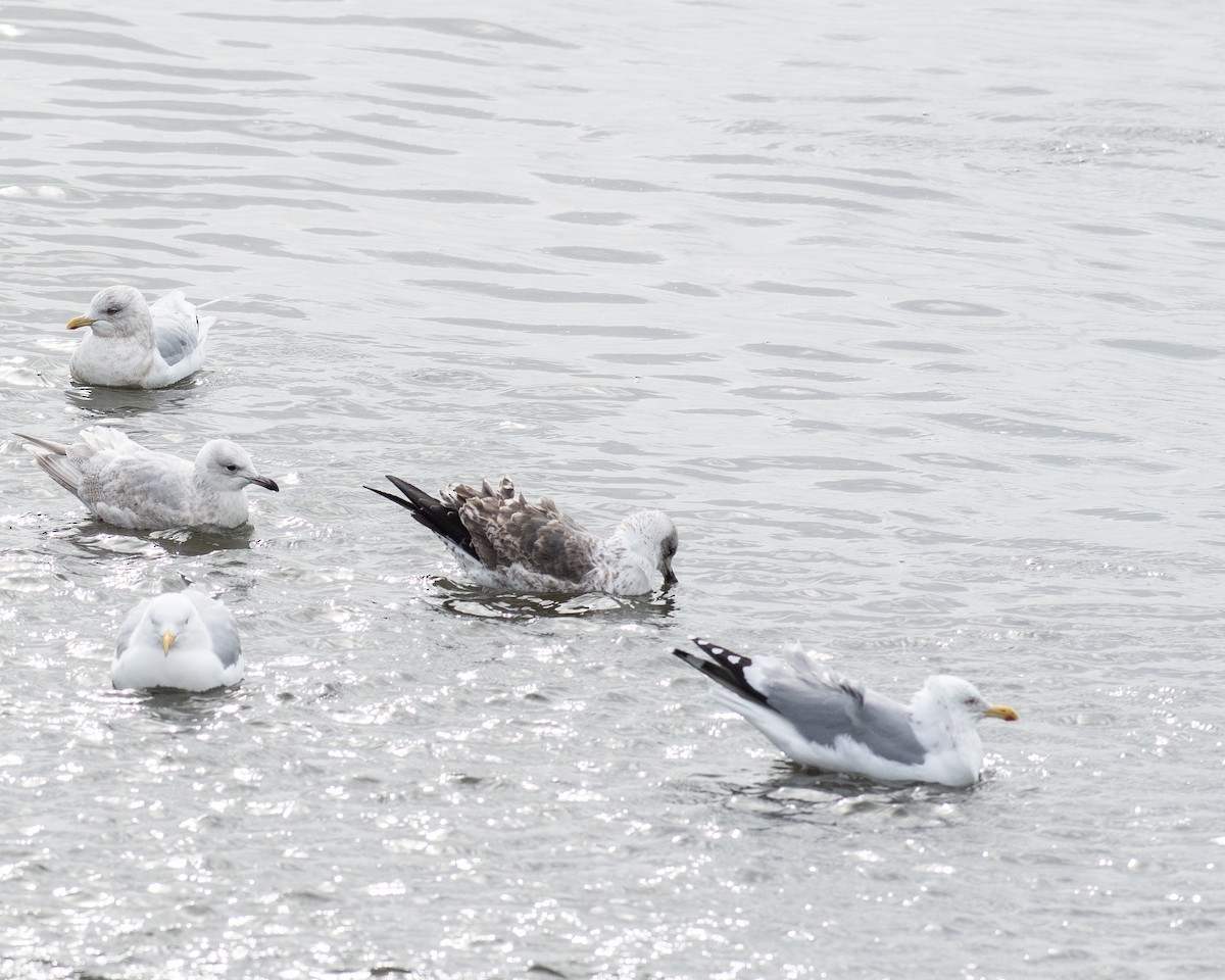 Lesser Black-backed Gull - ML614465892